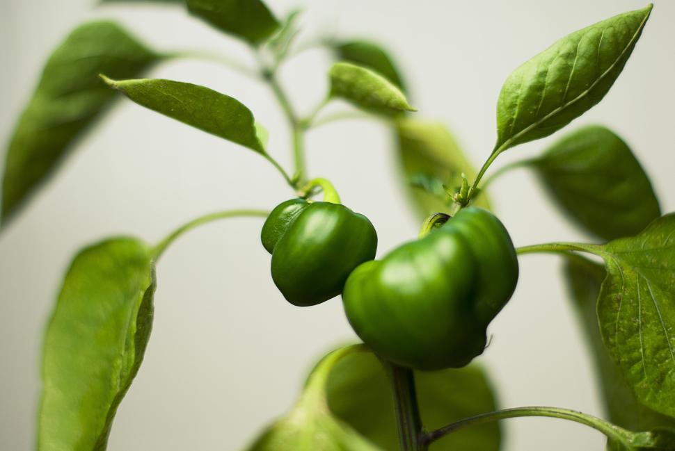 Free Image of Two small unripe green bell peppers growing on a plant stem. 
