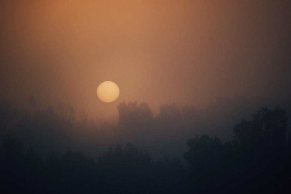 Free Image of Sun setting behind trees creating a foggy, ethereal forest silhouette. 