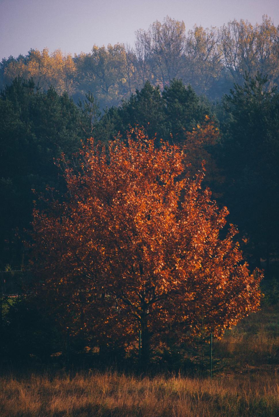 Free Image of Solitary autumn tree with fiery orange leaves in serene forest setting 