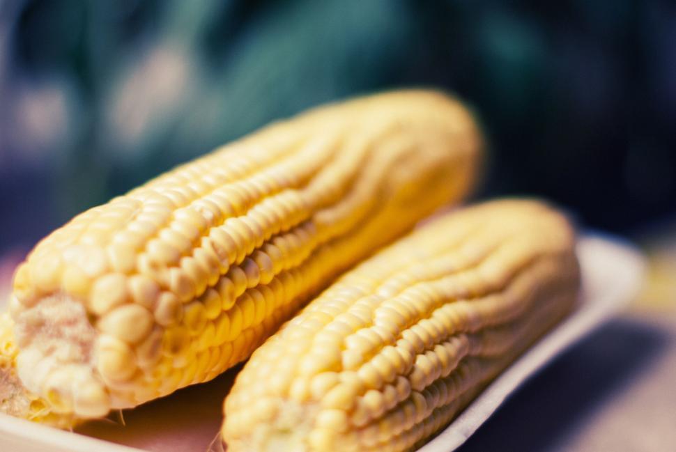 Free Image of Two fresh ears of corn on a white plate, ready for cooking, close-up. 