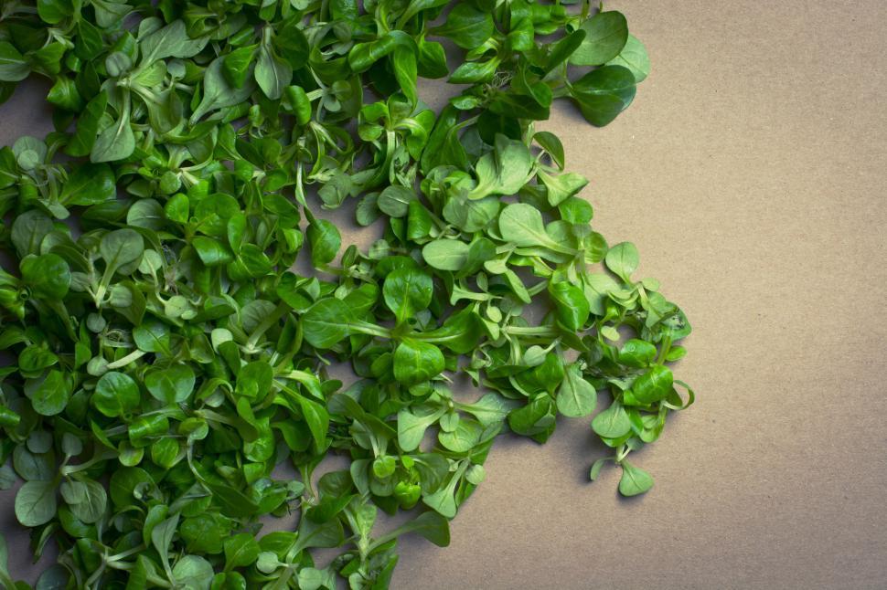 Free Image of Spread of fresh green leafy microgreens on brown background 