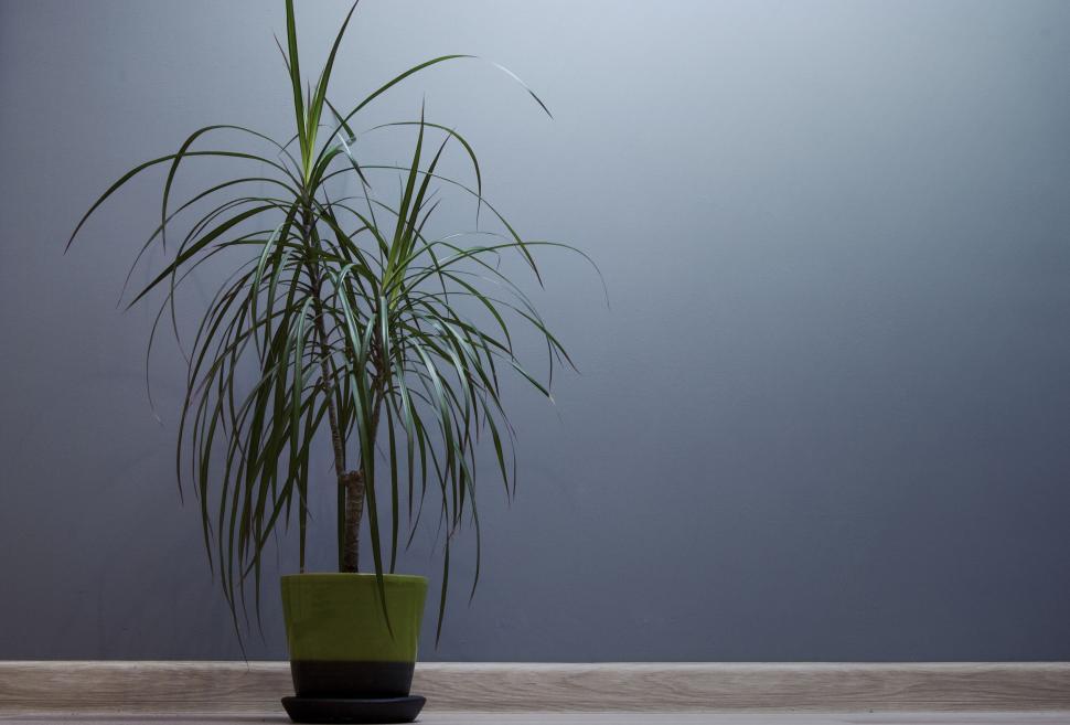 Free Image of Potted indoor plant with long, thin leaves in a green pot indoors. 