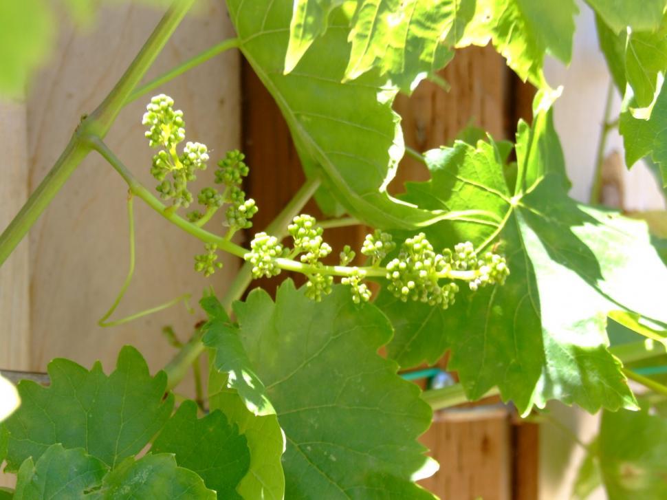 Free Image of Baby Grapes 