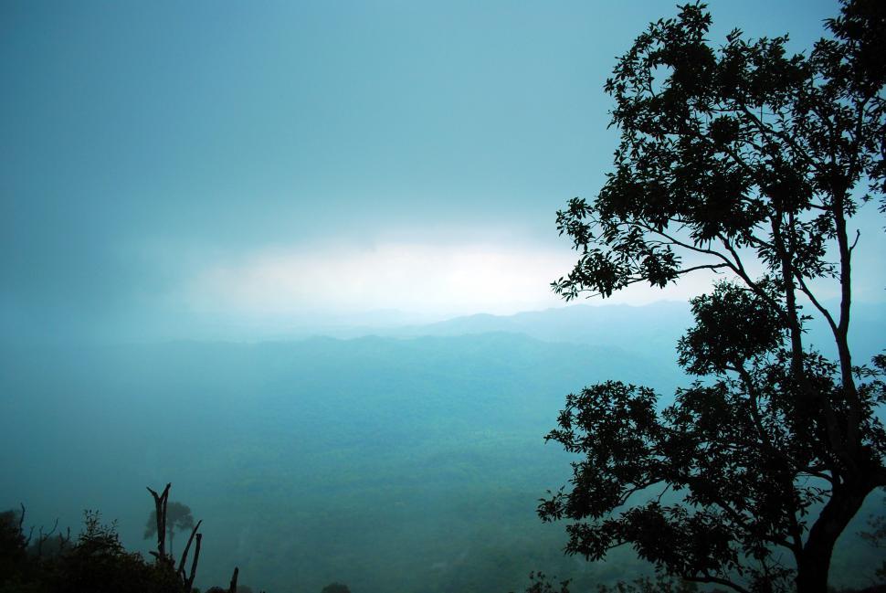 Free Image of Silhouette Tree 