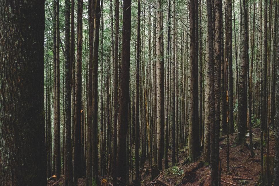 Free Image of Dense forest with tall trees extending towards the sky 