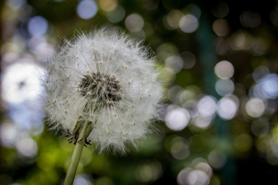 Free Image of Close-up of a white dandelion with a bokeh effect background 