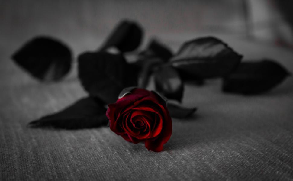 Free Image of Single red rose on dark background with leaves surrounding it 