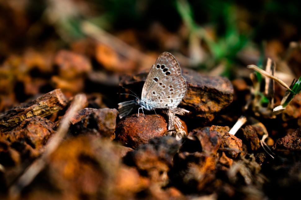 Free Image of Macro shot of a butterfly resting on rocks with blurred background 