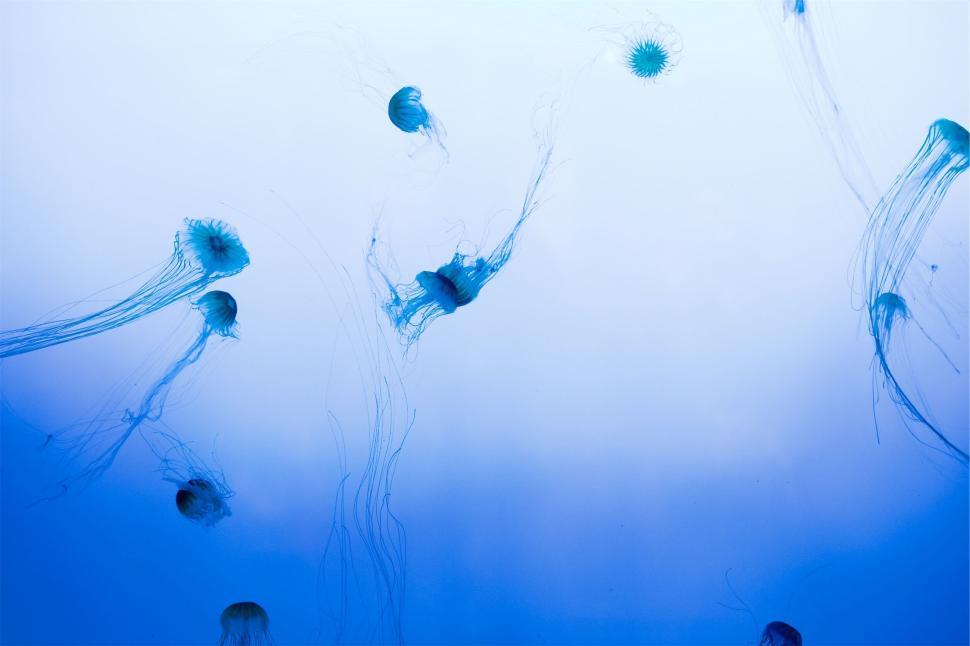 Free Image of Graceful blue jellyfish drifting elegantly in oceanic blue waters. 