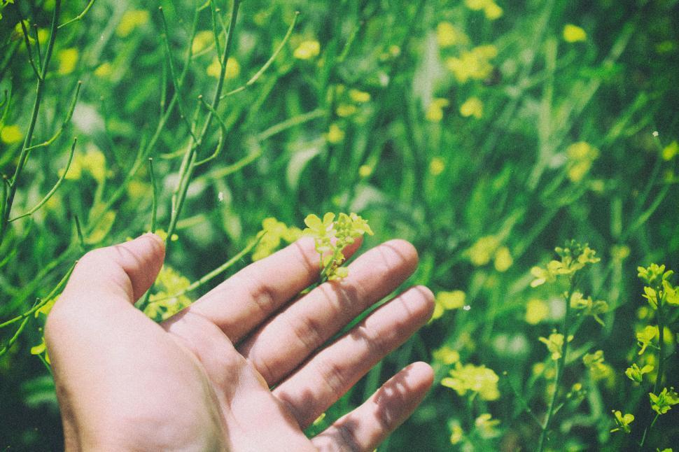 Free Image of Hand holding a tiny yellow flower in a grassy green meadow. 