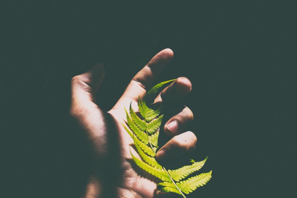 Free Image of A hand gently holding a green leaf against a dark background 