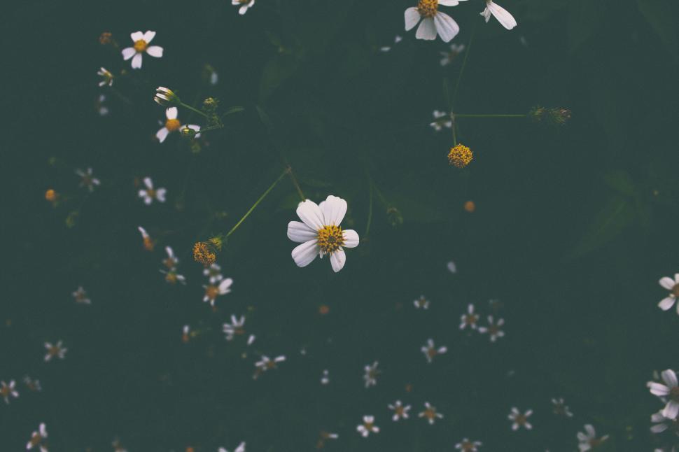 Free Image of White flowers scattered across a dark green background 