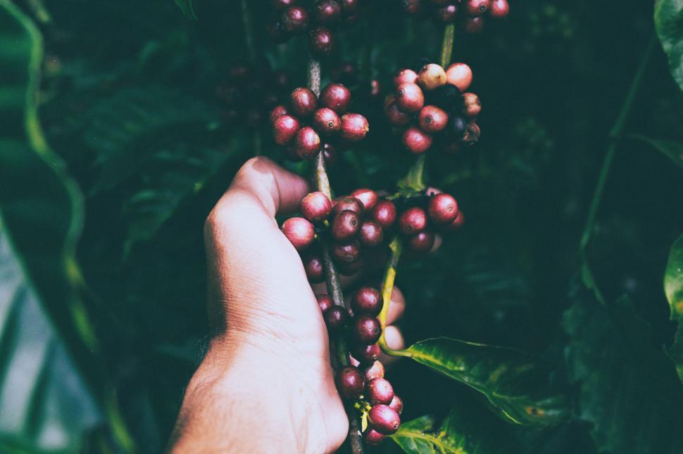 Free Image of Close-up of Hand Holding Fresh Coffee Cherries on the Plant Vine 