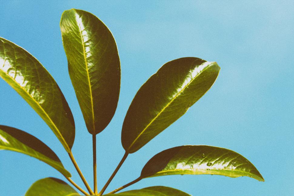Free Image of Close-up of green leaves against a clear blue sky. 
