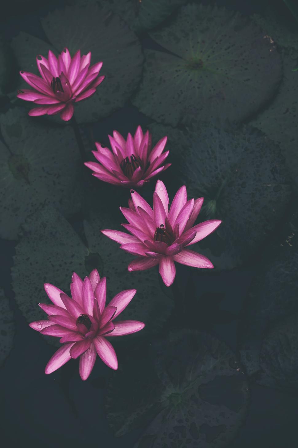 Free Image of Beautiful pink water lilies blooming on dark pond with green leaves. 