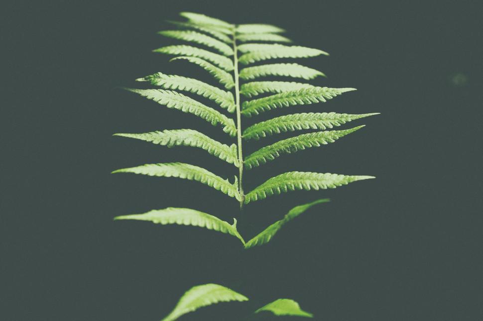 Free Image of Single green fern frond against a dark, moody background setting. 