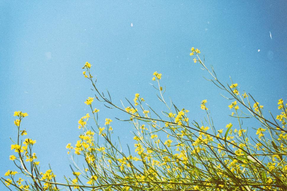 Free Image of Yellow flowers on tall stems reaching towards a bright blue sky. 