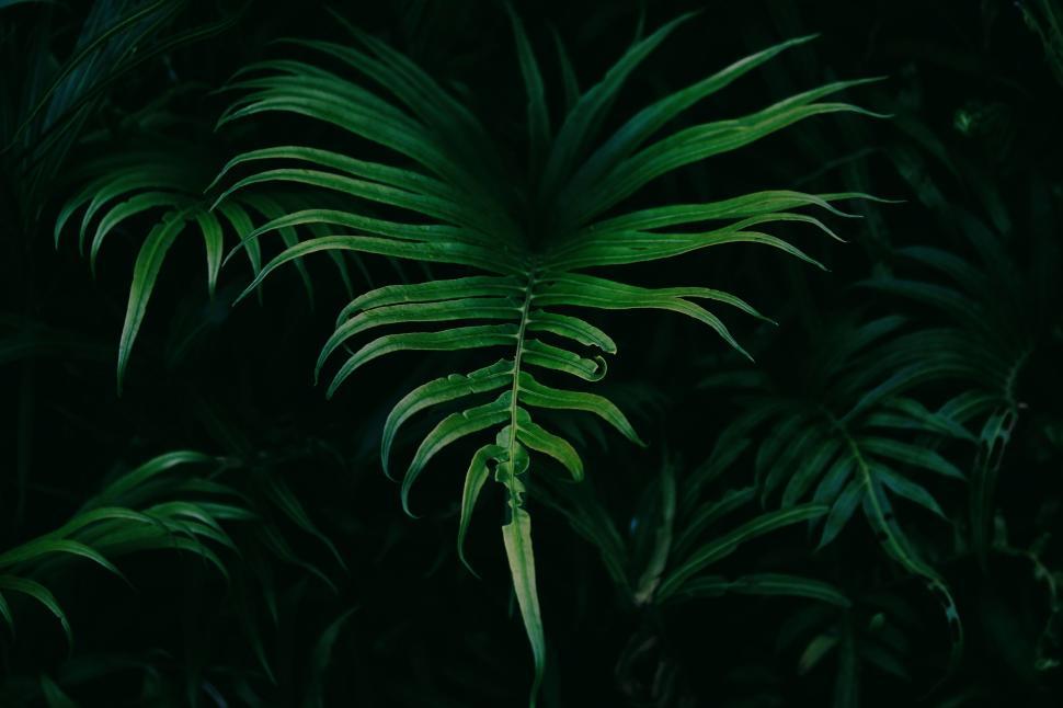 Free Image of Lush green foliage of a tropical plant against a dark background 