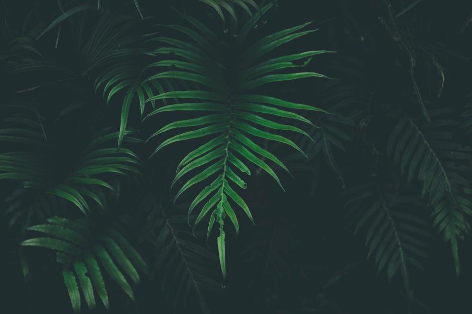 Free Image of Detailed presentation of tropical plant leaves with a dark background 