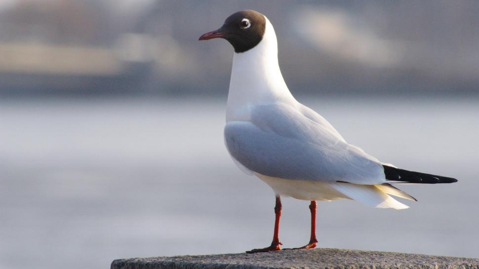 Free Image of Brightly colored seabird standing alone on a coastal rock perch. 