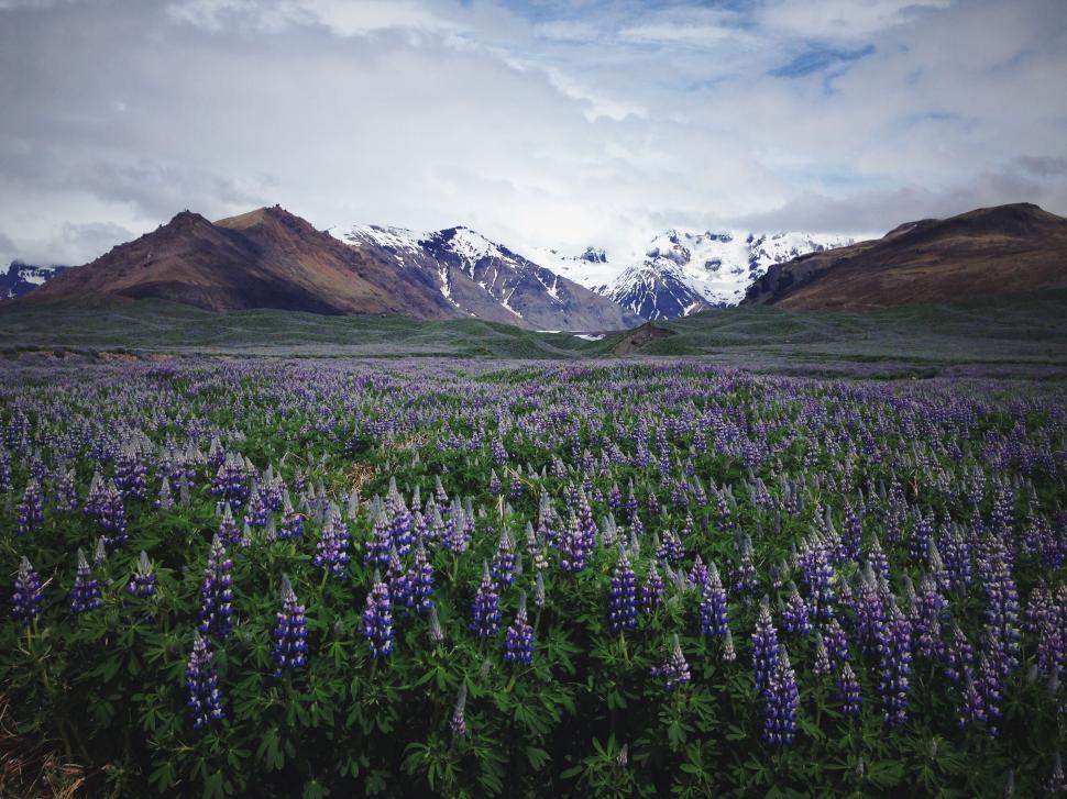 Free Image of Vast meadow filled with lupine flowers against a mountain backdrop. 