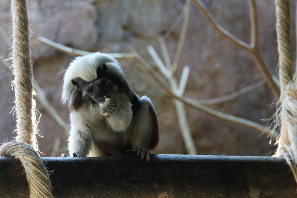 Free Image of Cotton-top tamarin sitting on rope with inquisitive expression 