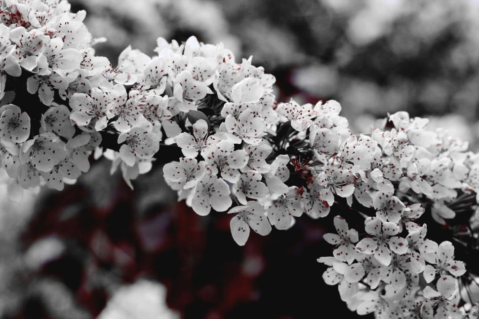 Free Image of Beautiful white blossoms on a tree captured in natural setting. 