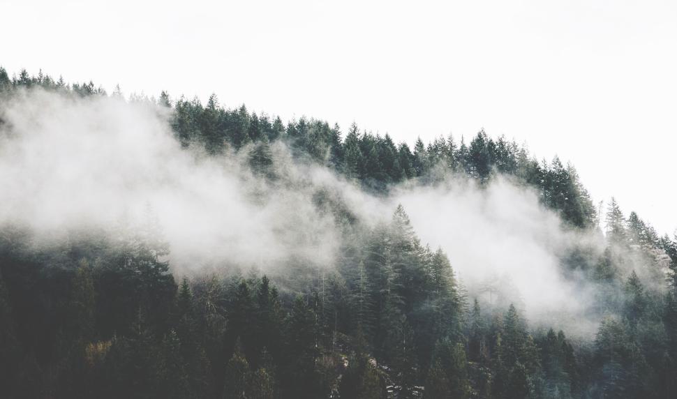 Free Image of Fog rolling over a dense forest creating a mysterious atmosphere. 