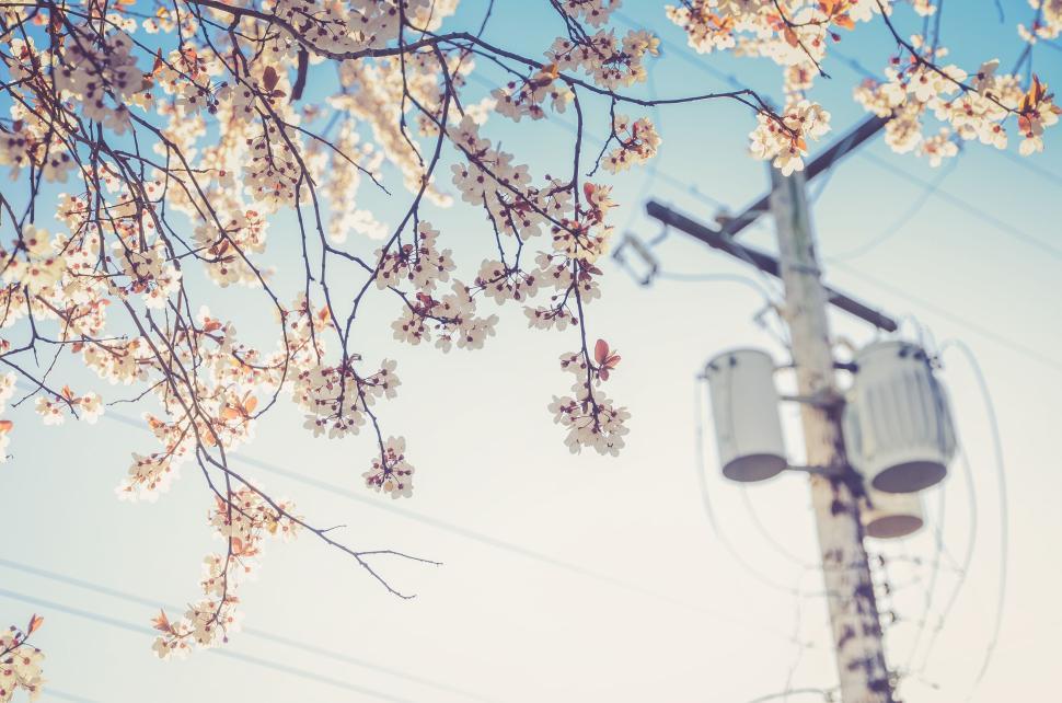 Free Image of Cherry blossoms and power line set against a clear blue sky 