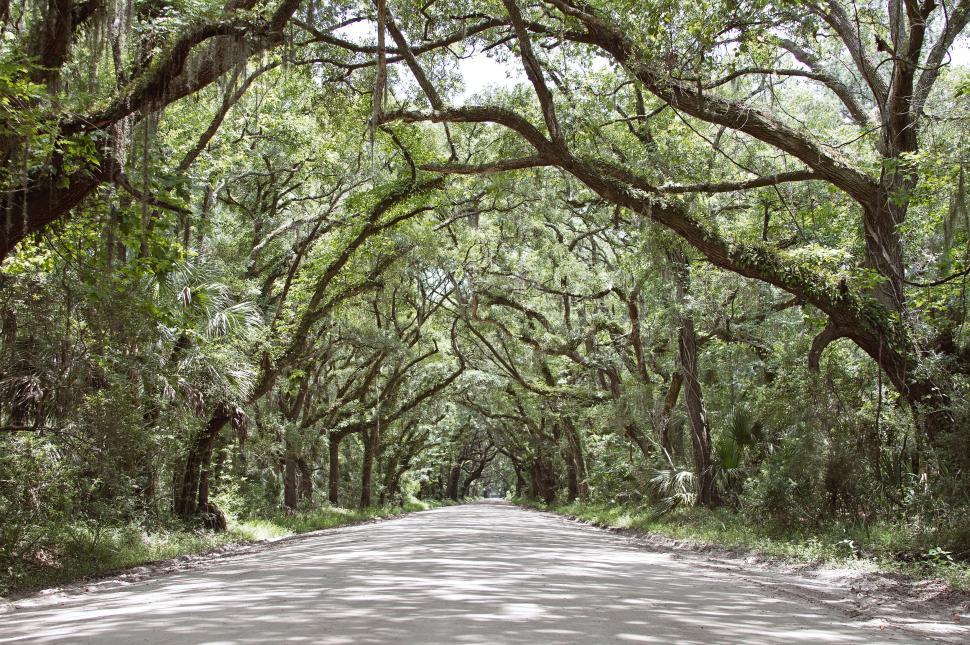 Free Image of Scenic tree-lined road with lush green foliage forming a canopy. 