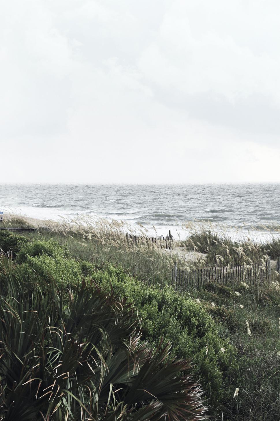 Free Image of Ocean meeting lush vegetation on a cloudy, overcast day. 