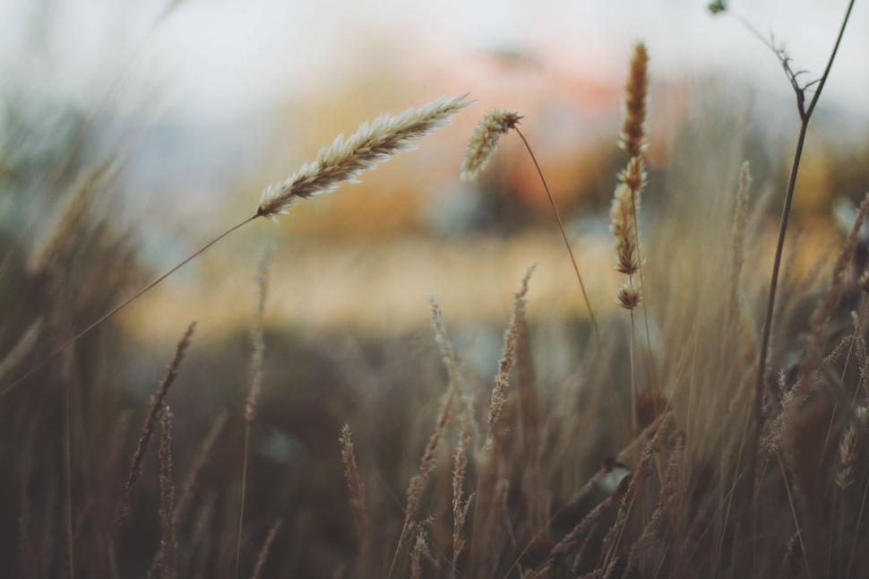 Free Image of Close-up of wild grasses swaying in a gentle breeze, soft bokeh. 