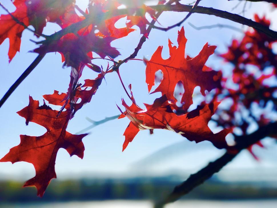 Free Image of Bright red autumn leaves on branches against a clear blue sky. 