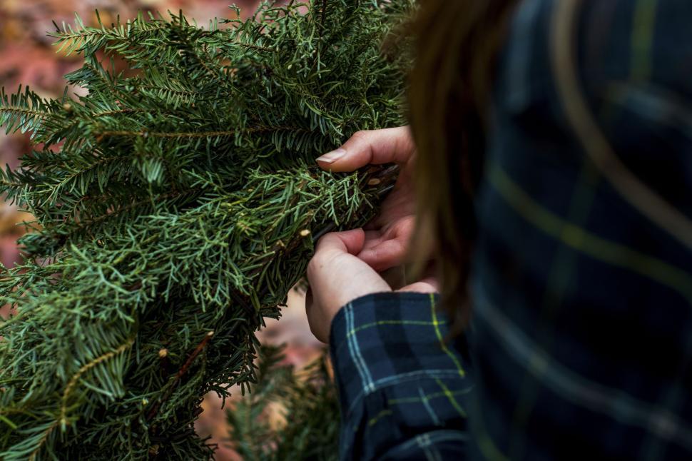Free Image of Hands holding fresh green pine branches during an outdoor activity. 