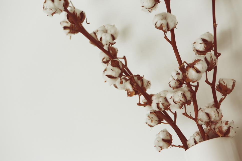 Free Image of Cotton branches against a soft white background in a minimalist style. 