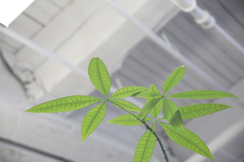 Free Image of Bright green leaves of an indoor plant reaching towards the ceiling. 