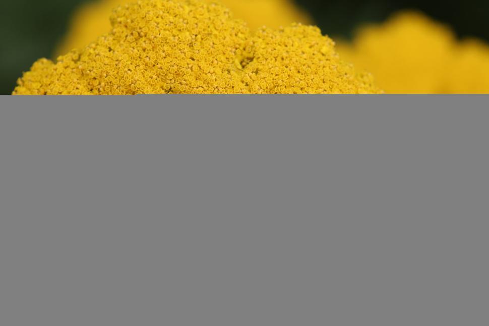 Free Image of Close-up of yellow flower with detailed texture and blurred background. 