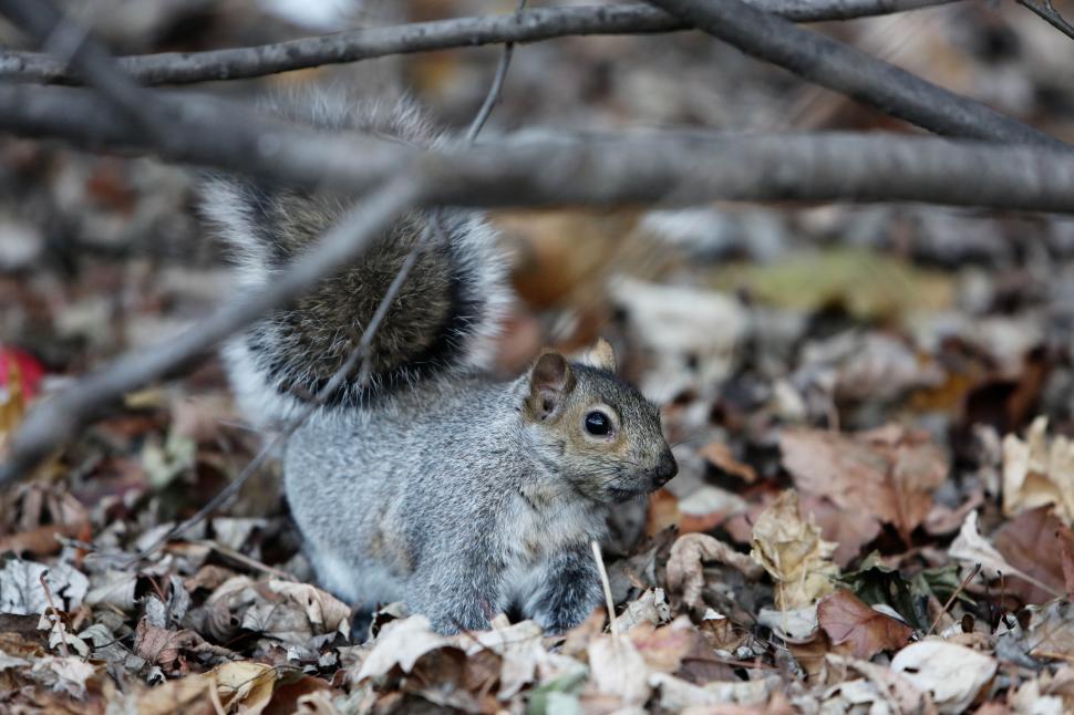 Free Image of Gray squirrel in a forest setting with fallen leaves all around 