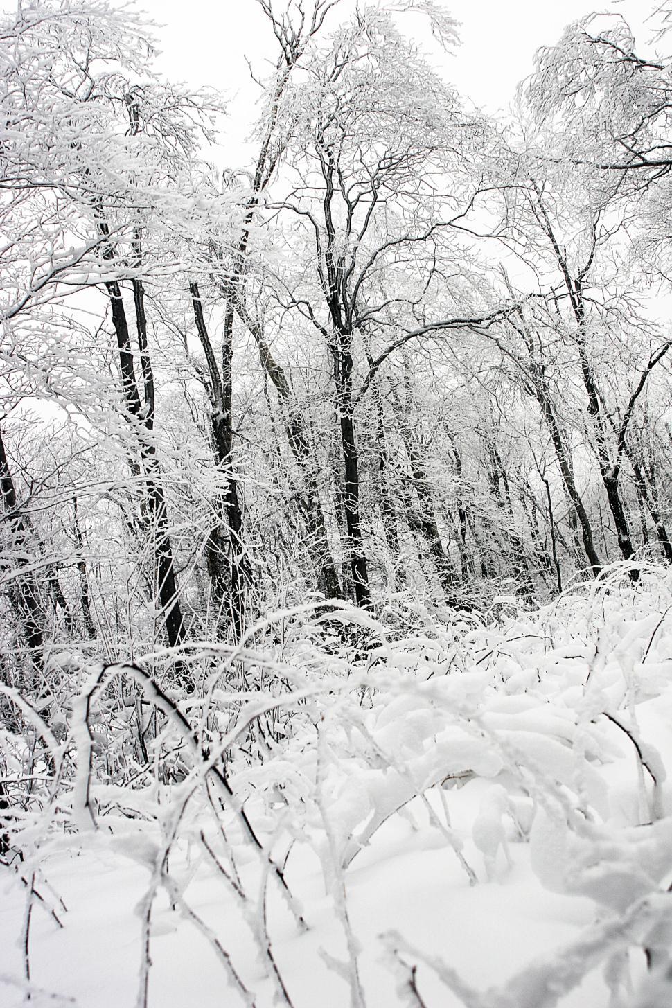 Free Image of Snow-covered forest with trees and branches blanketed in white. 