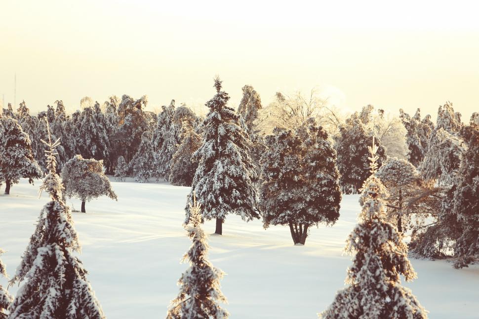 Free Image of Snow-covered trees in a serene winter forest during sunset. 
