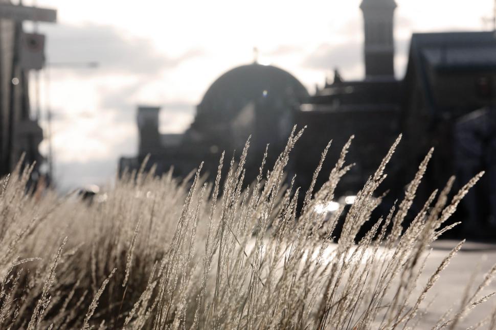 Free Image of Urban scene featuring tall grasses against a city skyline backdrop 