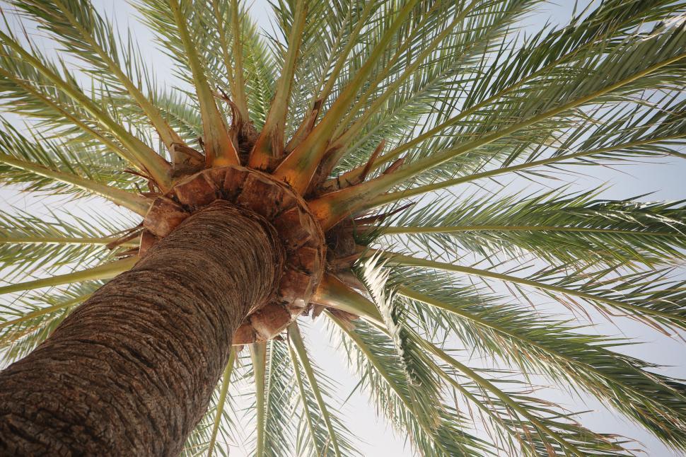 Free Image of Looking up the trunk of a tall palm tree with sunlit leaves above. 