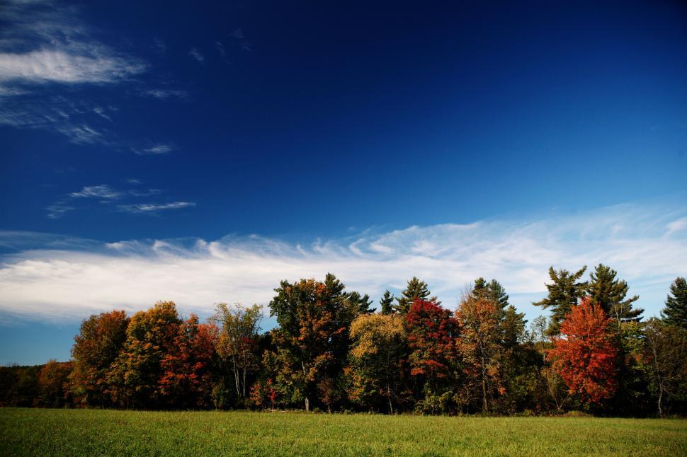 Free Image of A colorful autumn forest with a clear blue sky above the treetops. 