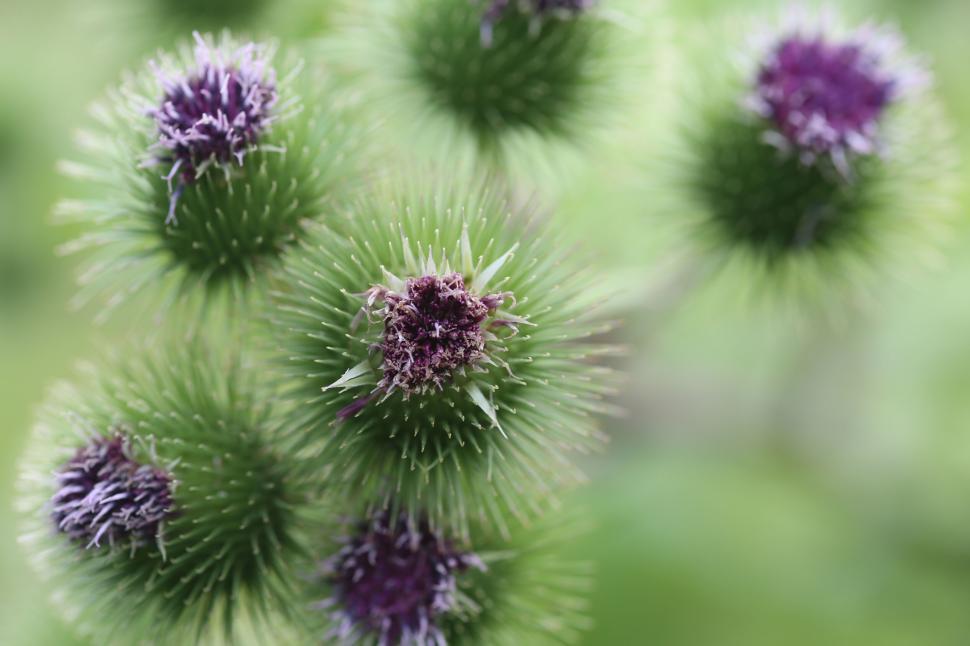 Free Image of Close-up of vibrant green and purple spiky flowers in nature 