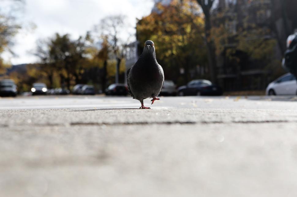 Free Image of Pigeon standing alone on the pavement in urban environment scene 