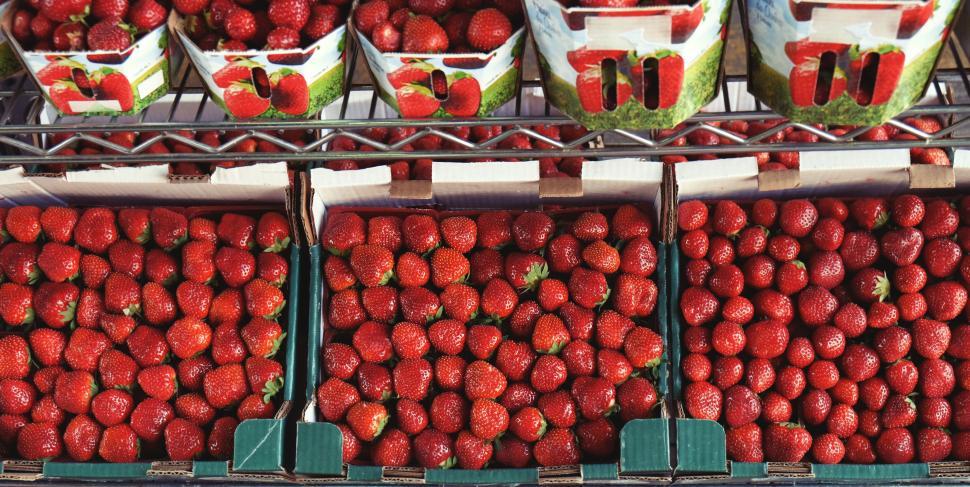 Free Image of Freshly harvested strawberries neatly packed in green cartons. 