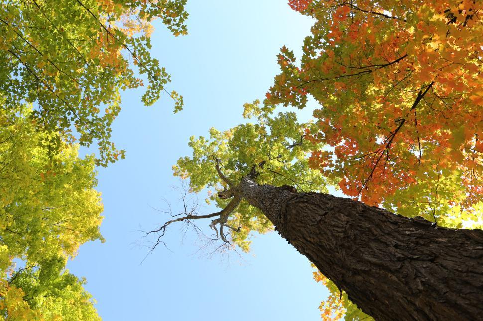 Free Image of Looking up the tall trunk of a vibrant autumn tree against the sky. 