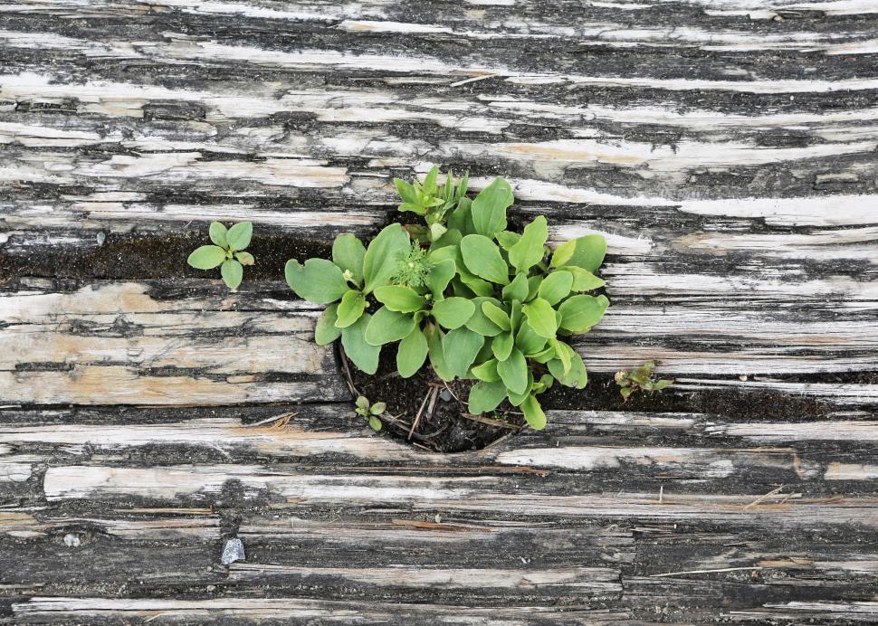 Free Image of Green plants growing through cracks in a weathered wooden plank 