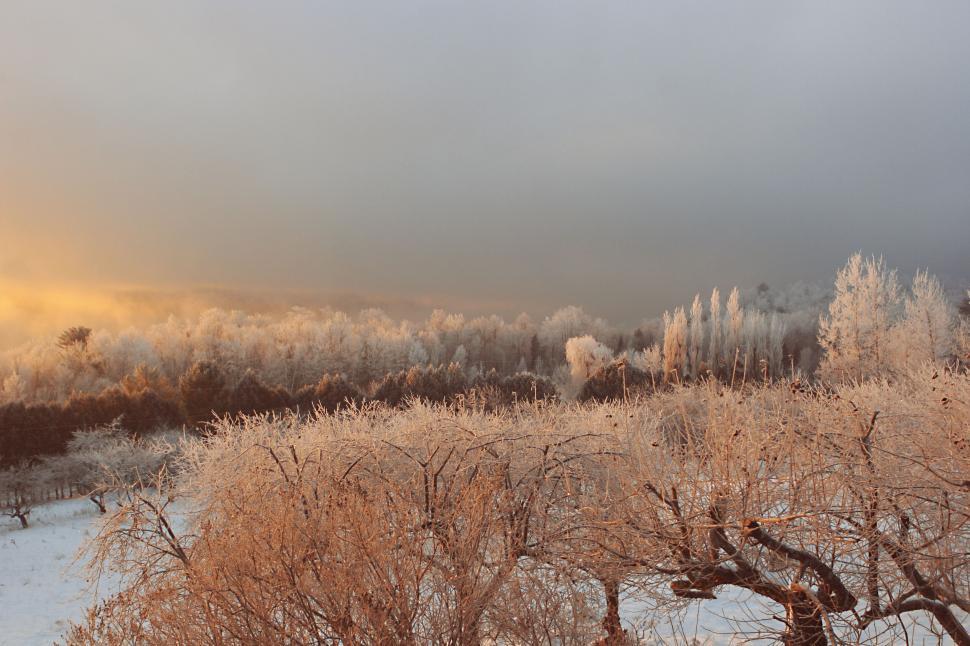 Free Image of Frost-covered landscape with trees and bushes at dawn in winter. 