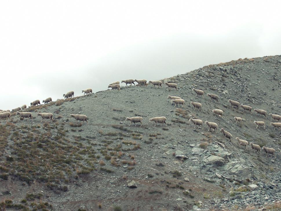 Free Image of Sheep herd traversing rocky hillside under cloudy white sky. 